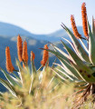 Aloe kapská - Aloe ferox - semena aloe - 6 ks