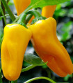 Paprika Snacking Yellow F1 - Capsicum annuum - semena papriky - 5 ks