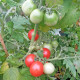 Rajče Red Robin - Solanum lycopersicum - semena rajčat - 6 ks