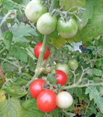 Rajče Red Robin - Solanum lycopersicum - semena rajčat - 6 ks