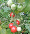 Rajče Red Robin - Solanum lycopersicum - semena rajčat - 6 ks