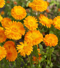Měsíček lékařský Orange Prinzess - Calendula officinalis - semena měsíčku - 50 ks