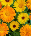 Měsíček lékařský Fiesta Gitana - Calendula officinalis - semena měsíčku - 50 ks