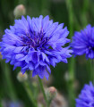 Chrpa Blauer Junge - Centaurea cyanus - semena chrpy - 45 ks