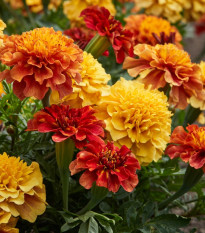Aksamitník rozkladitý Strawberry Blonde - Tagetes patula - semena aksamitníku - 0,3 g