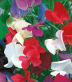 Hrachor královský směs - Lathyrus odoratus - semena hrachoru - 20 ks