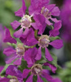 Hlazenec ohnivý Violet - japonská myrta - Cuphea Ilavea - semena hlazence - 15 ks