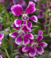 Hlazenec ohnivý Lavender Bicolor - japonská myrta - Cuphea Ilavea - semena hlazence - 15 ks