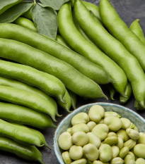 Bob obecný bílý Dreifach Weisse – Vicia faba – semena bobu – 20 ks
