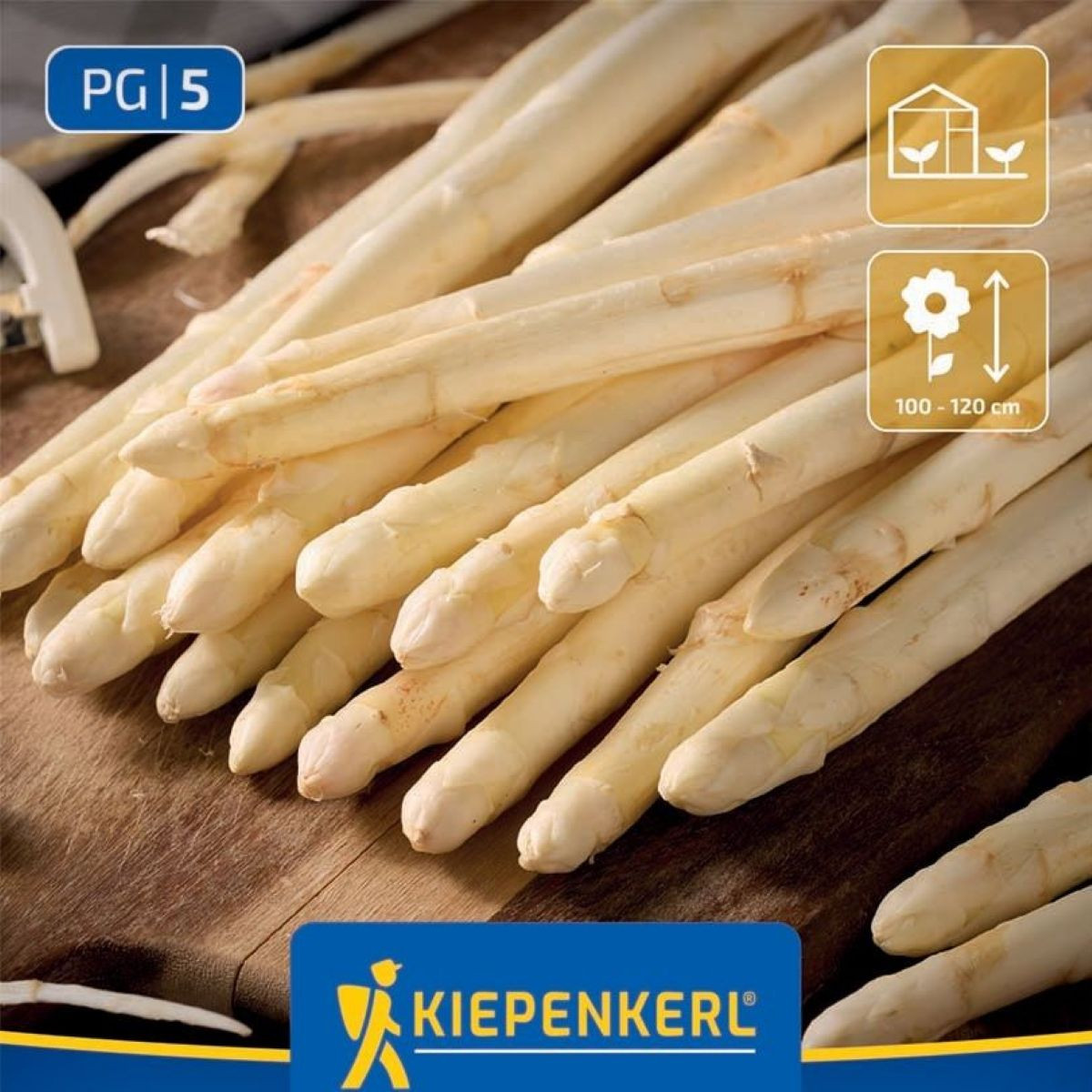 Chřest Gijnlim bílý - Asparagus officinalis - prostokořenné sazenice chřestu - 2 ks