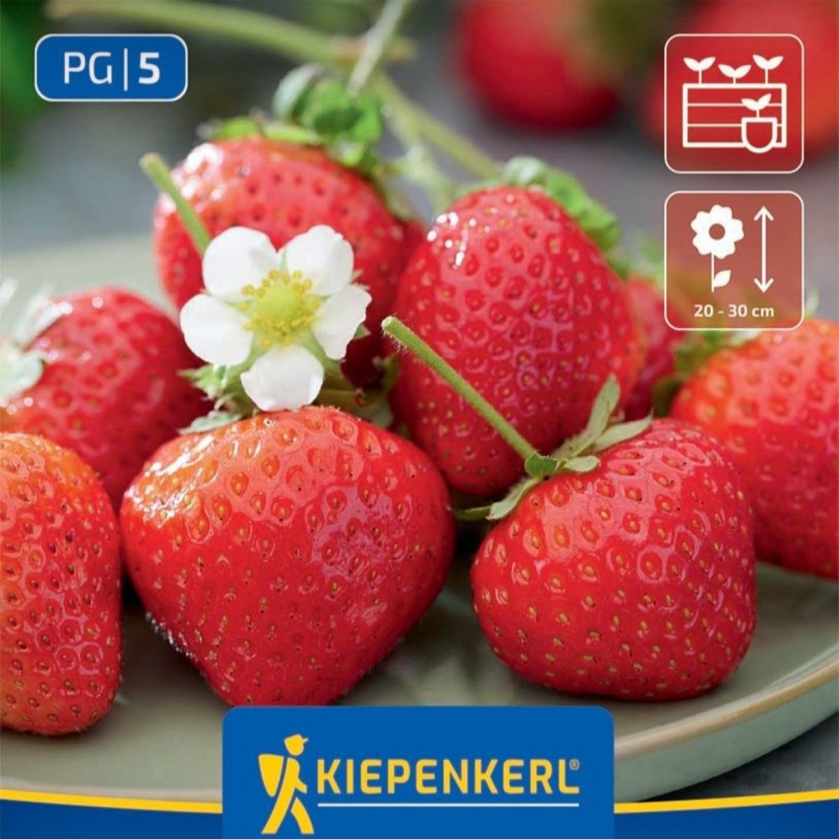 Jahodník Senga - Fragaria ananassa - prostokořenné sazenice jahodníku - 3 ks