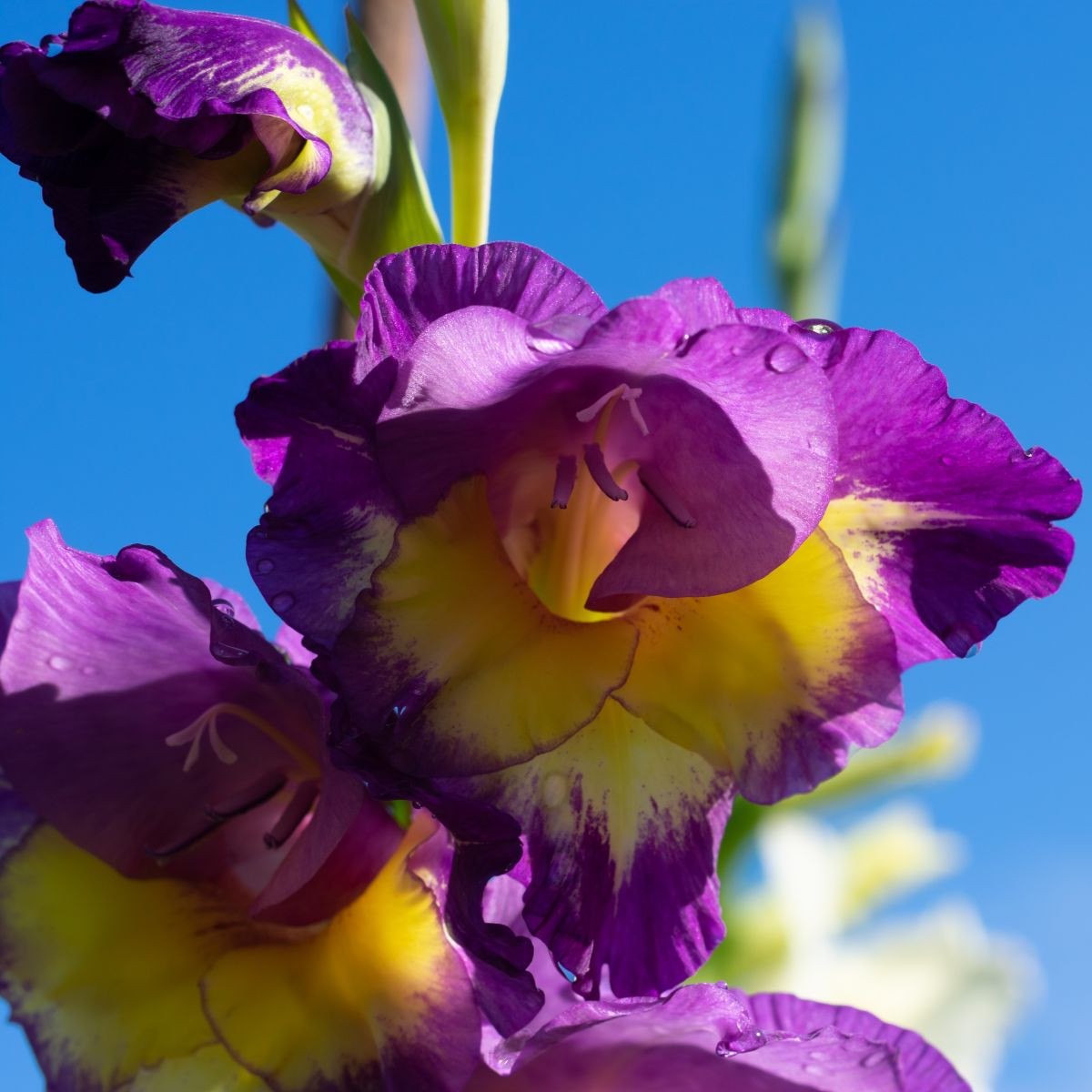 Gladiol velkokvětý Joplin - Gladiolus - hlízy mečíku - 3 ks