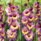 Gladiol velkokvětý Joplin - Gladiolus - hlízy mečíku - 3 ks