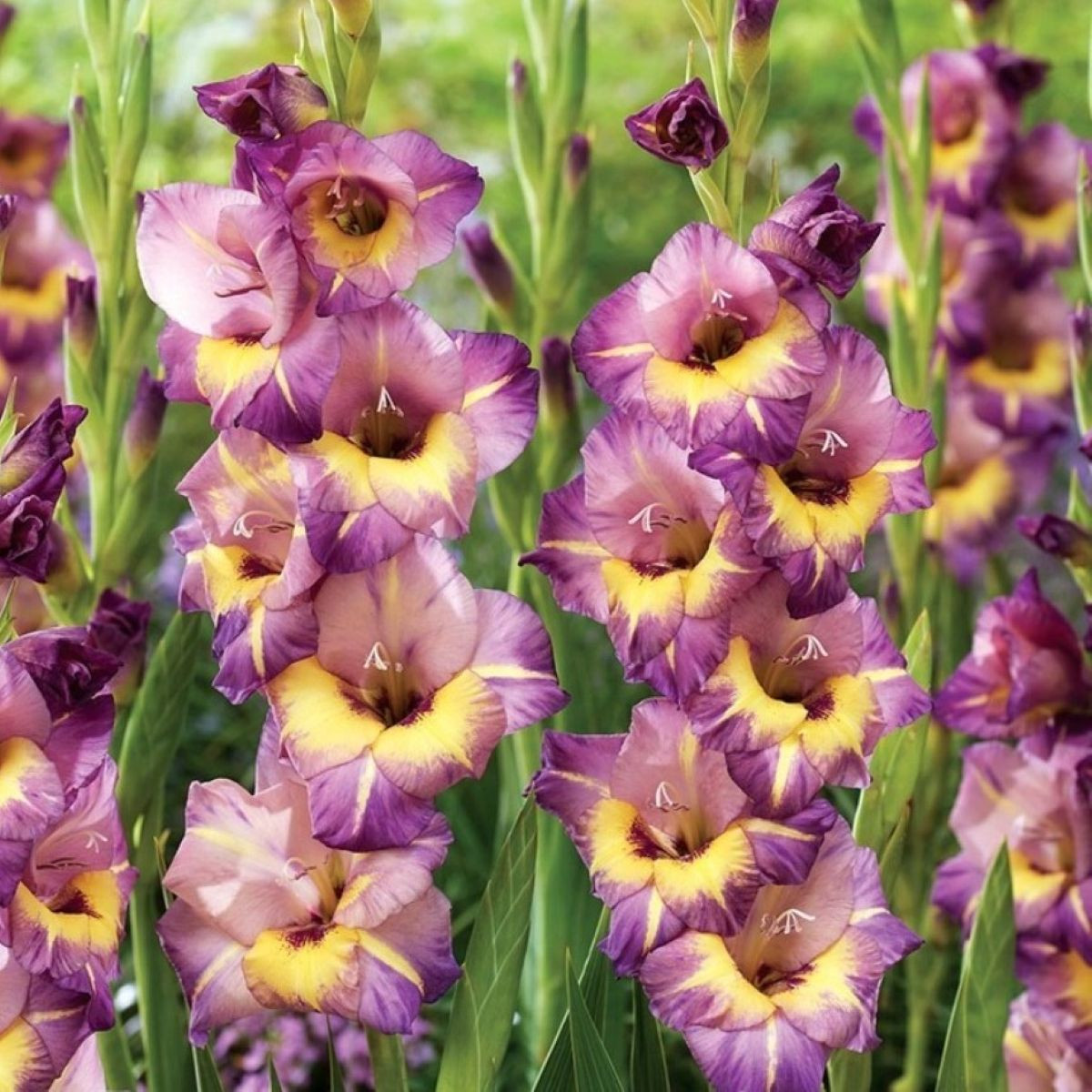 Gladiol velkokvětý Joplin - Gladiolus - hlízy mečíku - 3 ks
