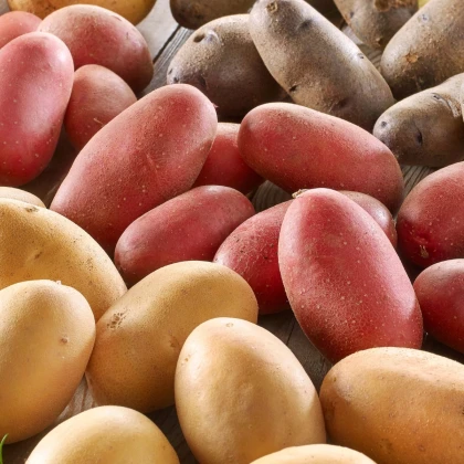 Sadbové brambory - 4 druhy - doba zrání - Solanum tuberosum - brambory - 12 ks