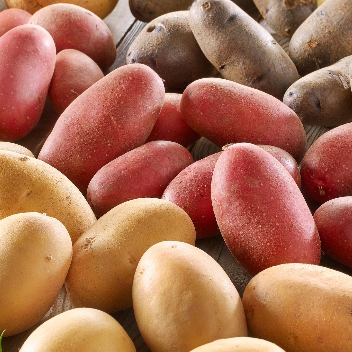 Sadbové brambory - 4 druhy - doba zrání - Solanum tuberosum - brambory - 12 ks