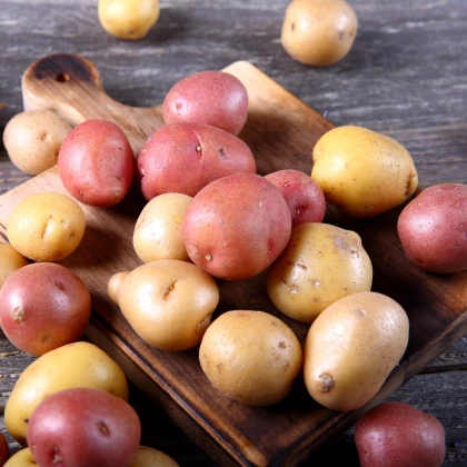 BIO sadbové brambory - 4 druhy - rozmanitost - Solanum tuberosum - bio brambory - 12 ks