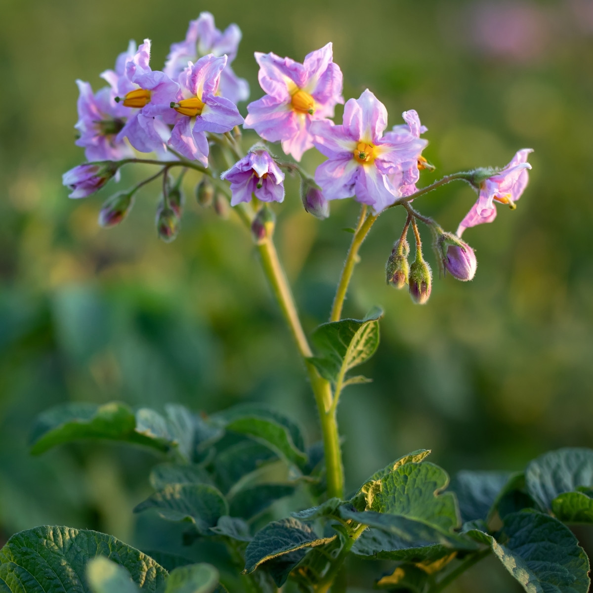 Brambory Jubila F1 - Solanum tuberosum - semena Kiepenkerl - 1 ks