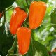 BIO Paprika Flynn F1 - Capsicum annuum - bio semena papriky - 6 ks