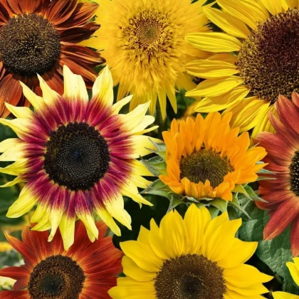 Слънчоглед Фантазия Микс F1 - Helianthus annuus - семена слънчоглед - 6 бр.