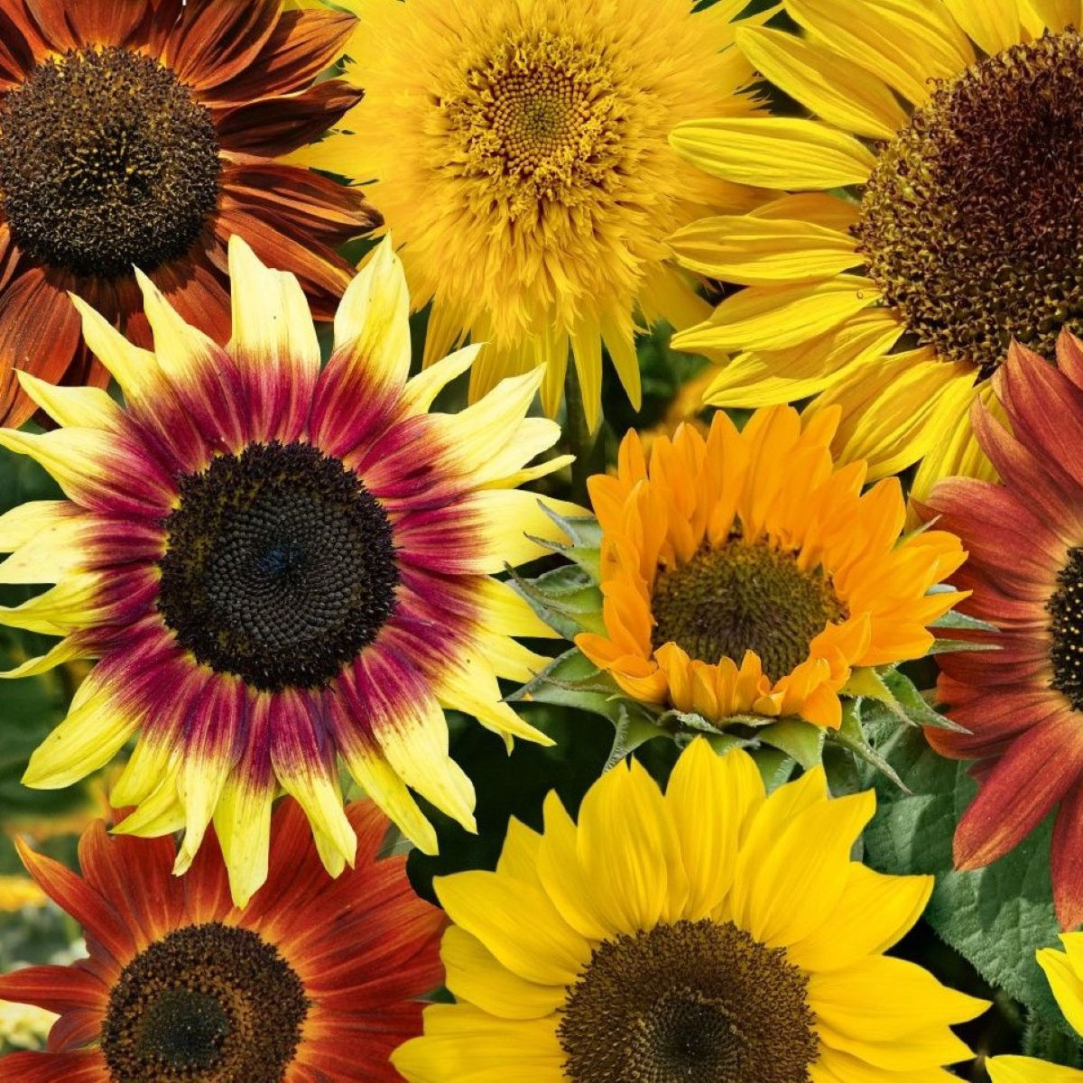 Слънчоглед Фантазия Микс F1 - Helianthus annuus - семена слънчоглед - 6 бр.