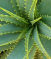 Aloe vera - Barbadensis miller - semena aloe - 6 ks