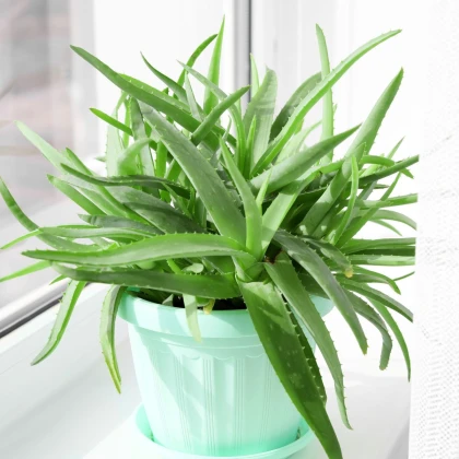 Aloe vera - Barbadensis miller - semena aloe - 6 ks