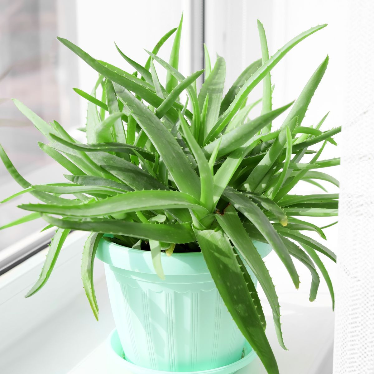 Aloe vera - Barbadensis miller - semena aloe - 6 ks