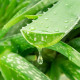 Aloe vera - Barbadensis miller - semena aloe - 6 ks