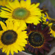 Slunečnice Formular Mix F1 - Helianthus annuus - semena slunečnice - 6 ks
