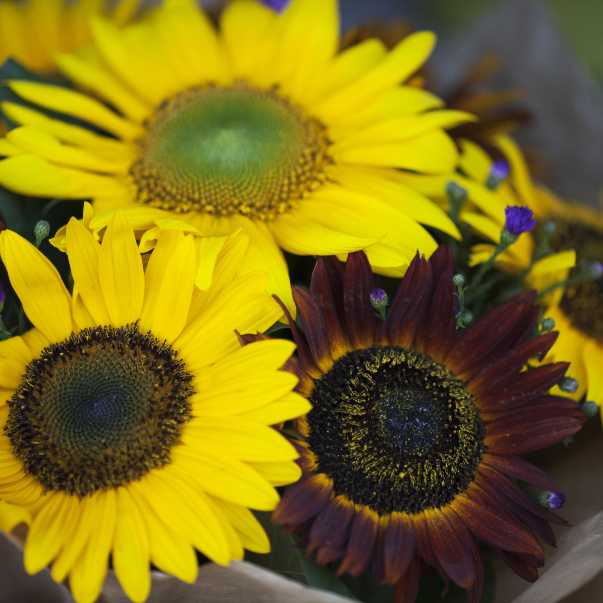 Slunečnice Formular Mix F1 - Helianthus annuus - semena slunečnice - 6 ks