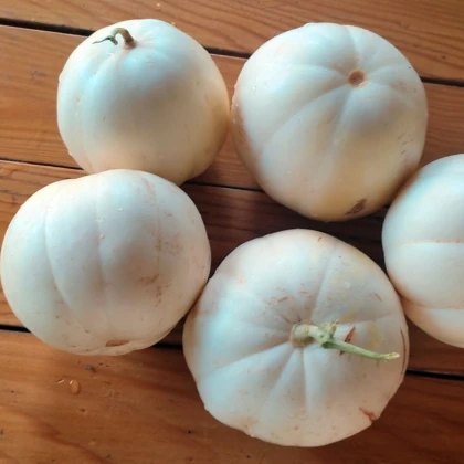 Meloun cukrový Kiku - Cucumis melo - semena melounu - 6 ks