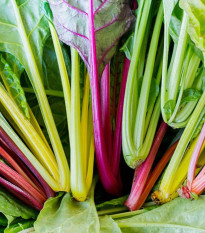 BIO Mangold Fireworks - Beta vulgaris - bio semena mangoldu - 45 ks