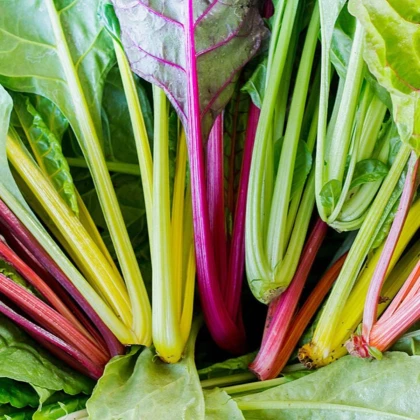 BIO Mangold Fireworks - Beta vulgaris - bio semena mangoldu - 45 ks