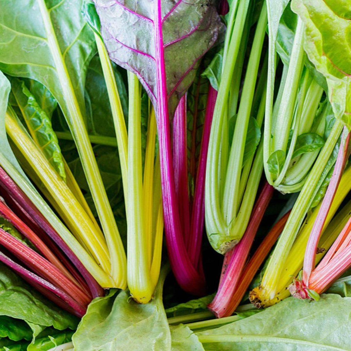 BIO Mangold Fireworks - Beta vulgaris - bio semena mangoldu - 45 ks