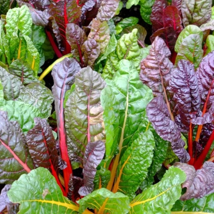 BIO Mangold Fireworks - Beta vulgaris - bio semena mangoldu - 45 ks