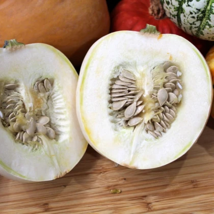 Tykev White Pearl - Cucurbita pepo - semena tykve - 6 ks
