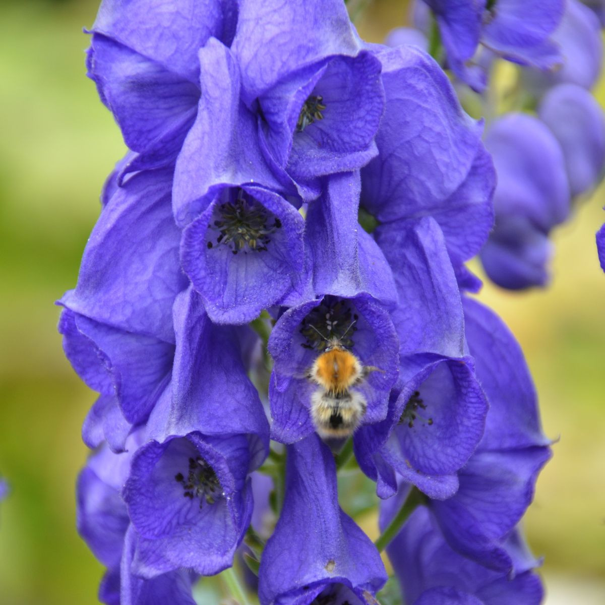Oměj - Aconitum - hlízy oměje - 1 ks