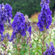 Oměj - Aconitum - hlízy oměje - 1 ks