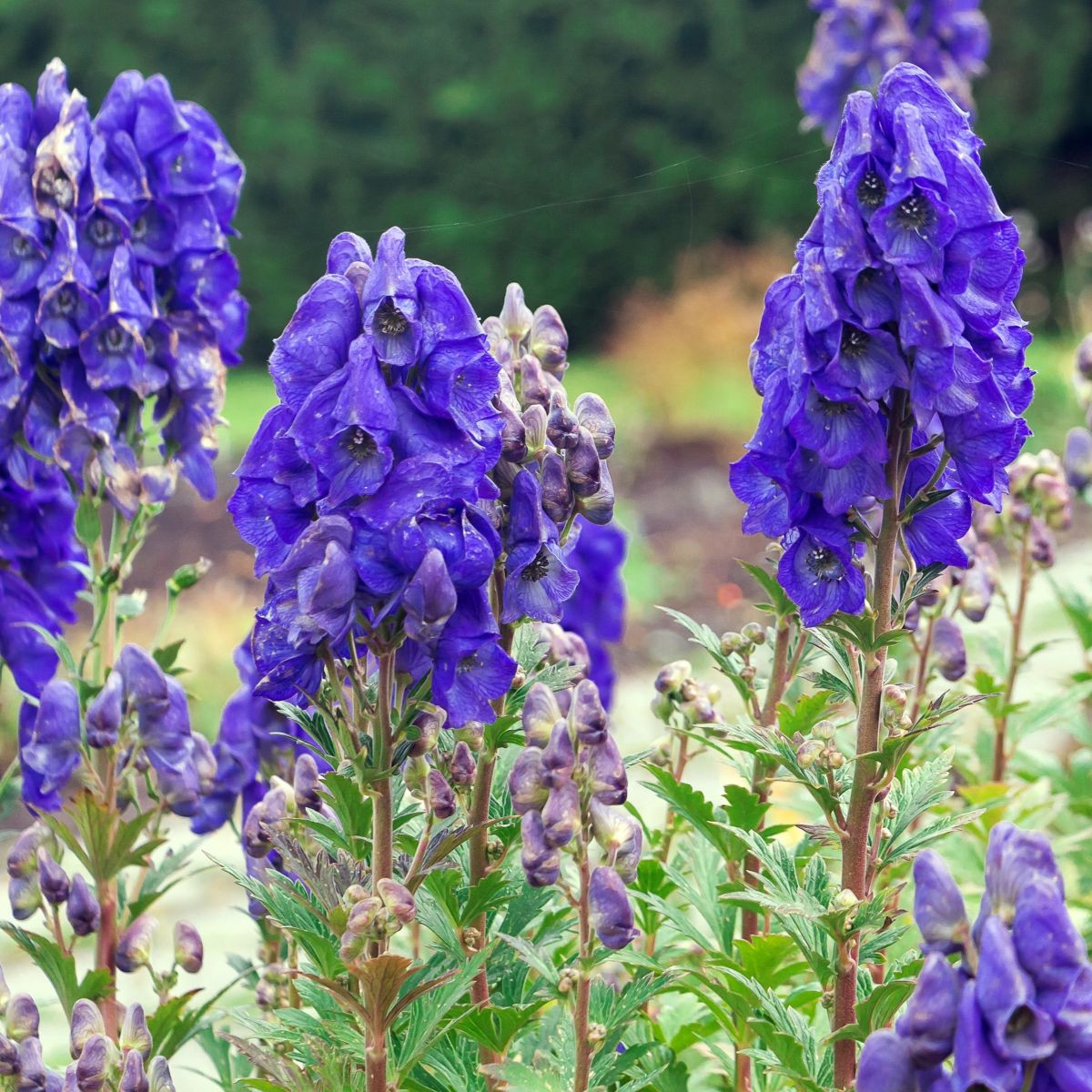 Oměj - Aconitum - hlízy oměje - 1 ks