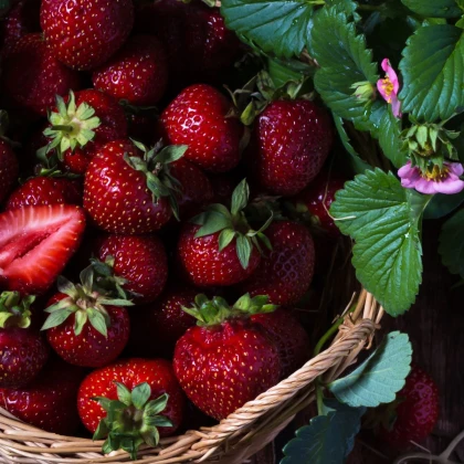 Jahodník Cherryberry - Fragaria ananassa - prostokořenné sazenice jahodníku - 2 ks