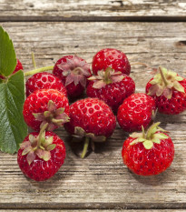 Jahodník Framberry - Fragaria - prostokořenné sazenice jahodníku - 2 ks