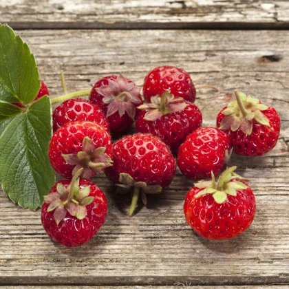Jahodník Framberry - Fragaria - prostokořenné sazenice jahodníku - 2 ks