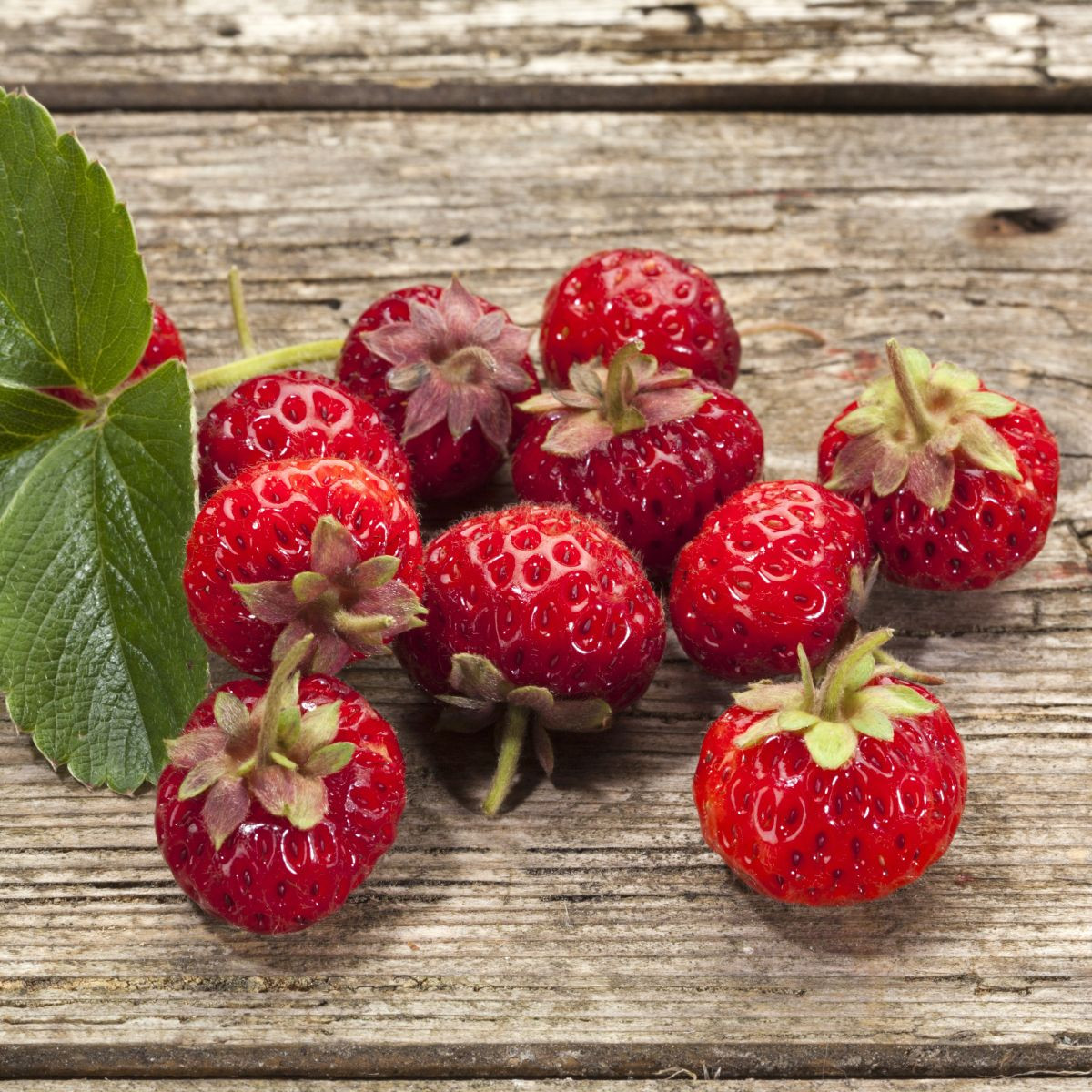 Jahodník Framberry - Fragaria - prostokořenné sazenice jahodníku - 2 ks