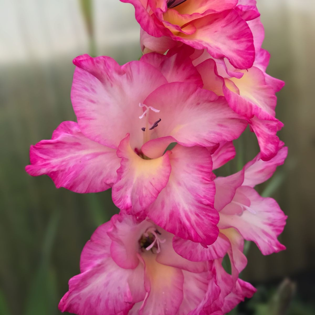 Gladiol Violet King - Gladiolus - hlízy mečíku - 3 ks