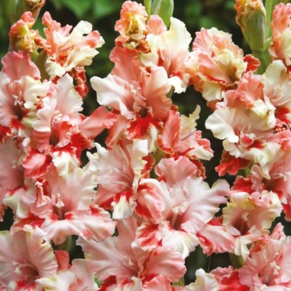 Gladiol Mindset - Gladiolus - hlízy mečíku - 3 ks