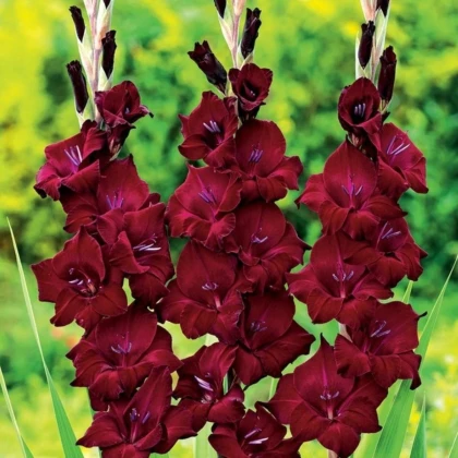 Gladiol At Night - Gladiolus - hlízy mečíku - 3 ks