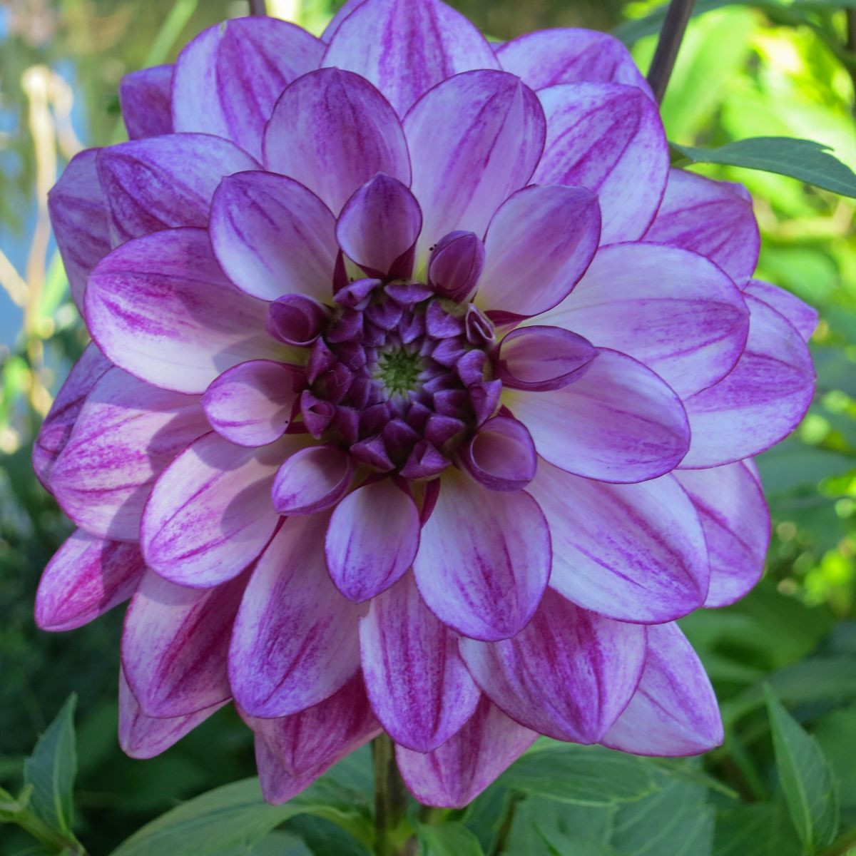 Jiřinka Seduction - Dahlia - hlízy jiřinky - 1 ks