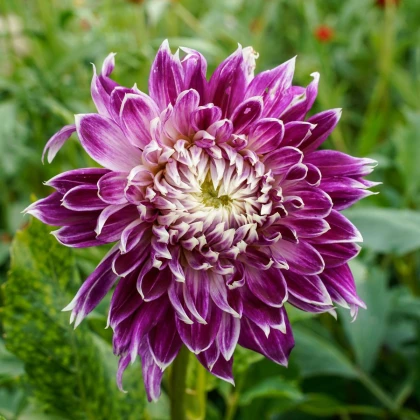 Jiřinka Vancouver - Dahlia - hlízy jiřinky - 1 ks
