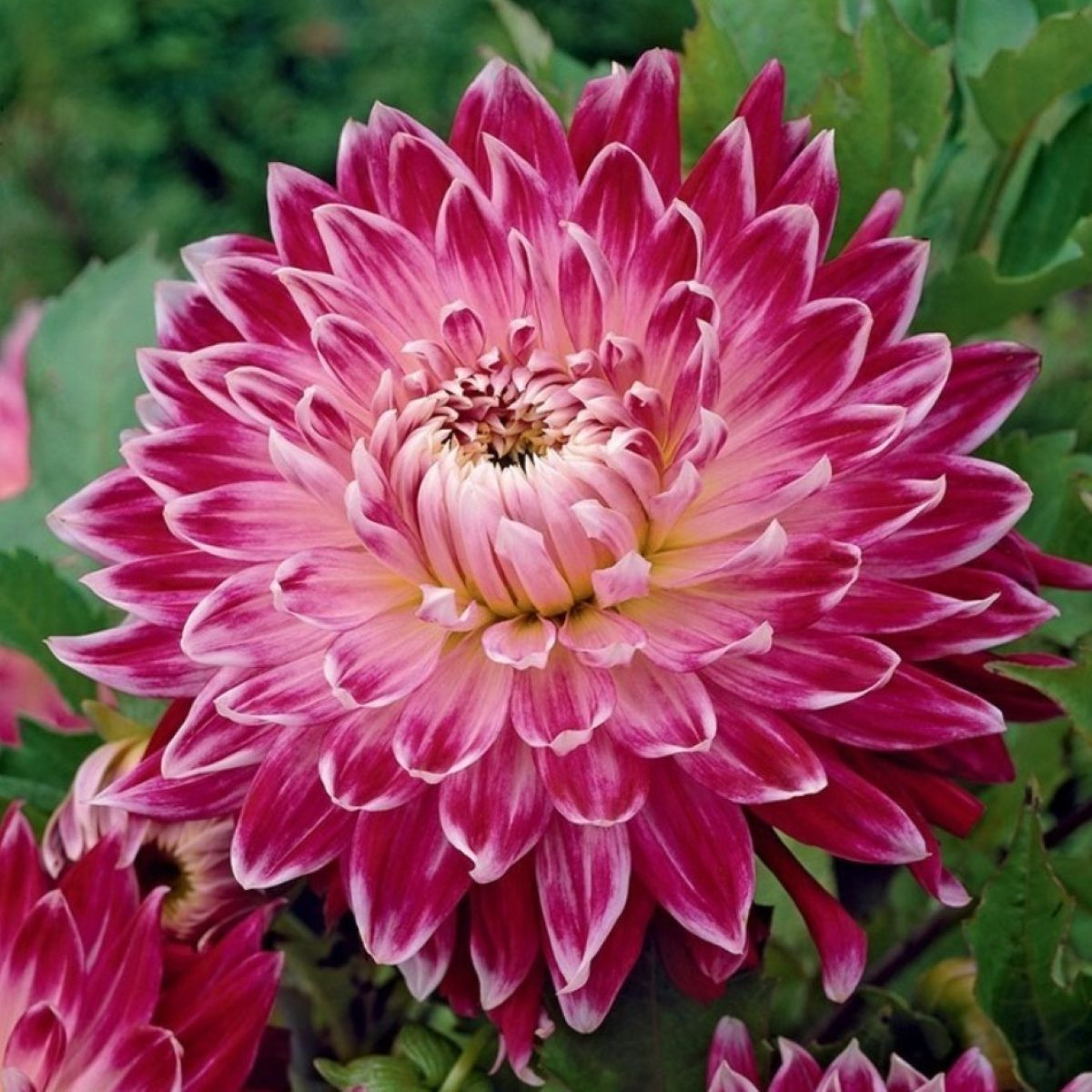Jiřinka Vancouver - Dahlia - hlízy jiřinky - 1 ks